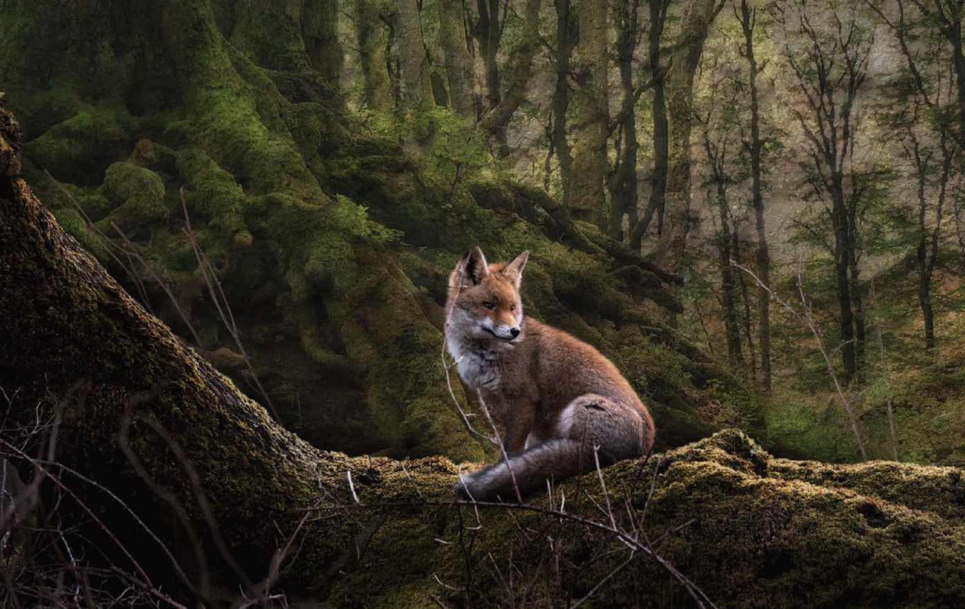 fuchs, tierwelt, wald