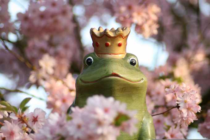 frosch, blüten, baum